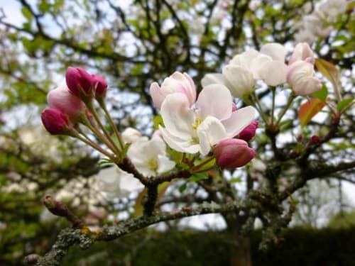 fleurs de pommier