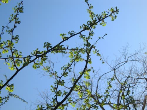 Gingko Biloba