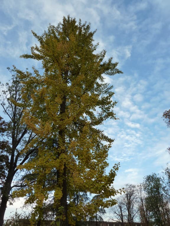 Ginkgo biloba