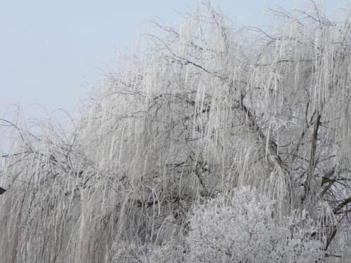Givre sur un saule plereur