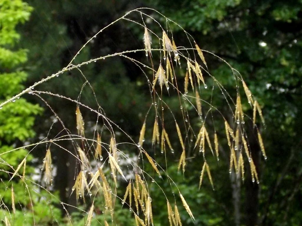 Jardins sous la pluie