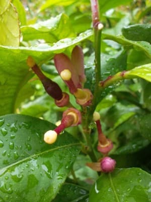 Jeunes citrons sous l'averse