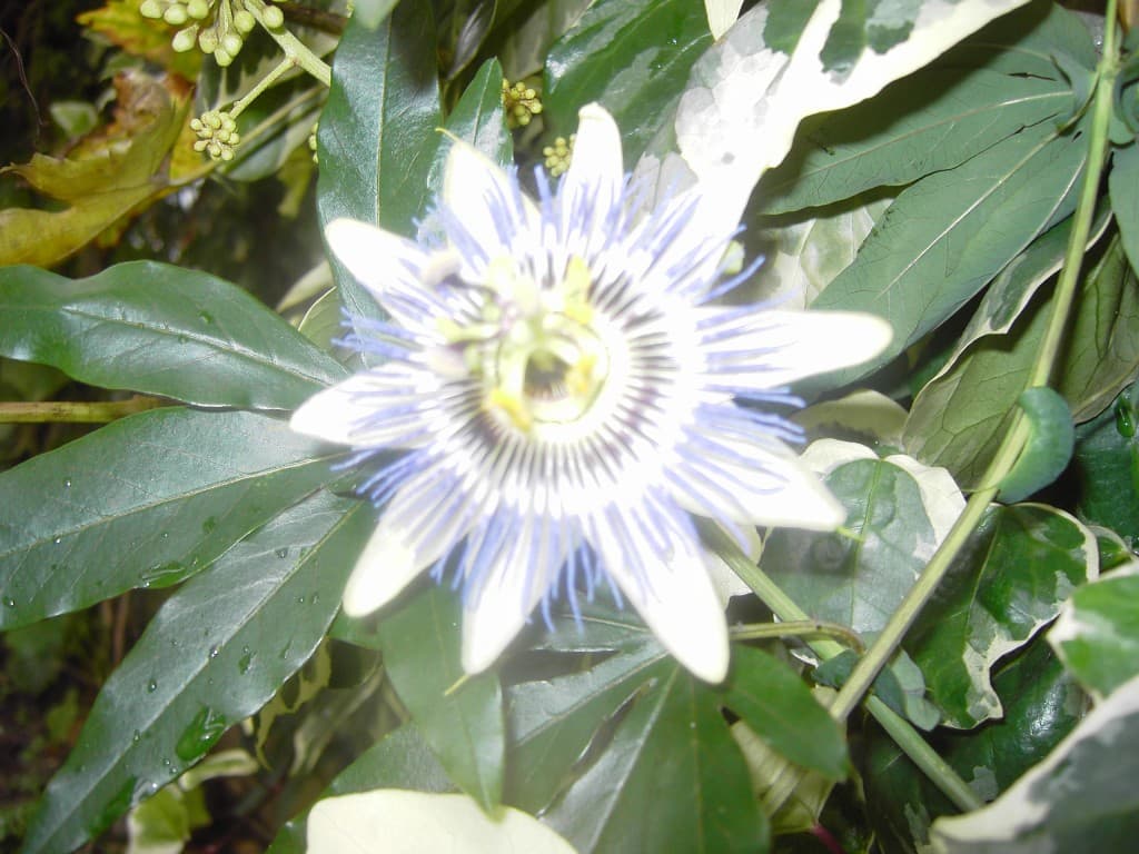 Jolie fleur du fruit de la passion 