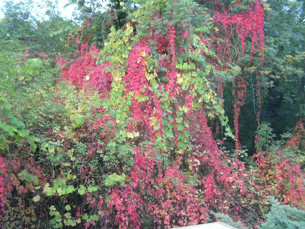 L'automne en feu