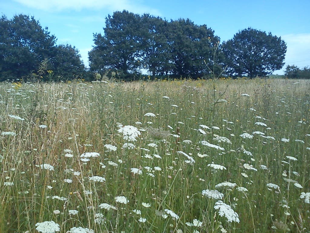 La campagne à Paris, l'été...