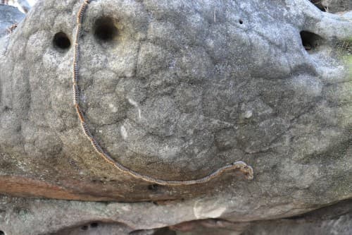 La marche des chenilles