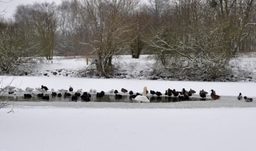 Lac de Saint Quentin en Yvelines
