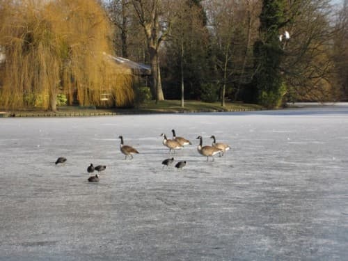 Lac des minimes, bois de Vincennes