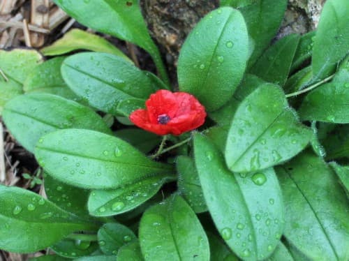Le coquelicot du Nouvel An en Essonne