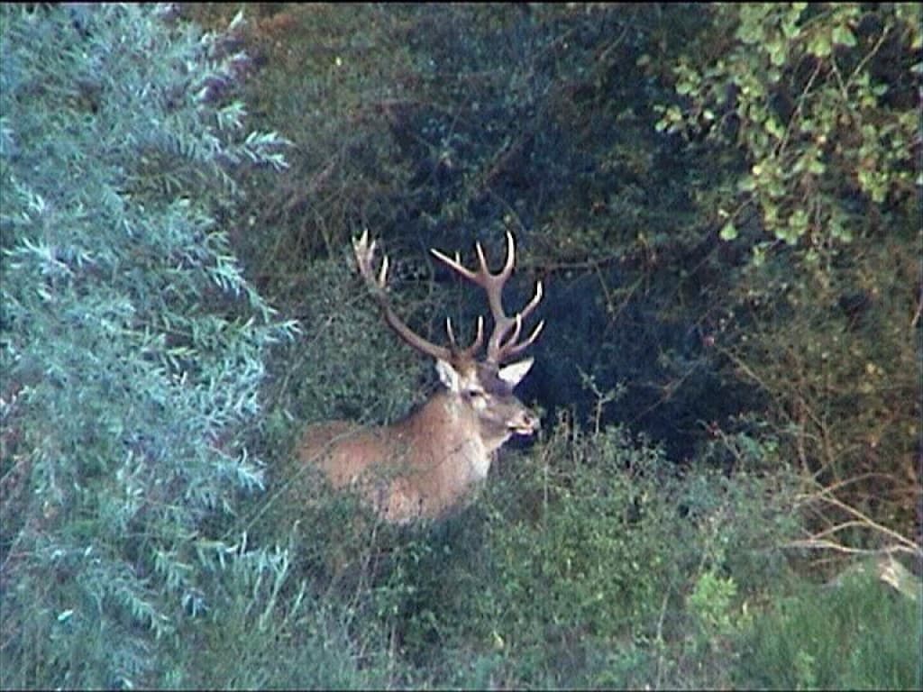 Le Roi de la forêt de Fontainebleau