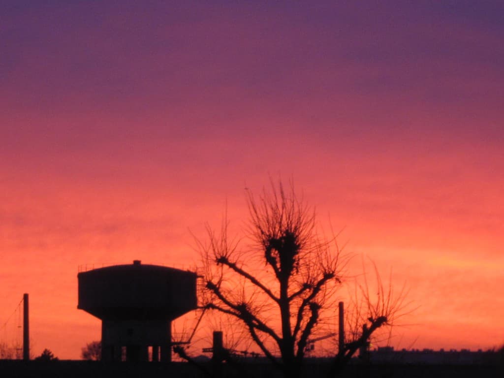 les arbres en rouge