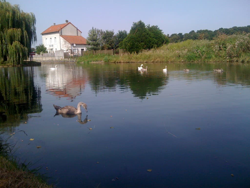 Les cygnes de Vignely