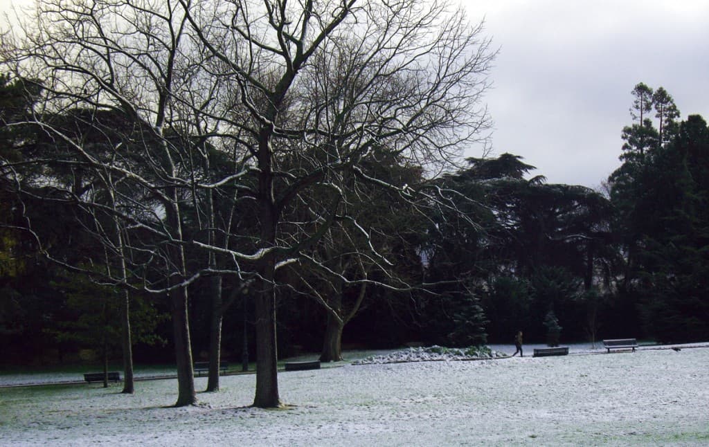 Les noyers noirs du parc Montsouris