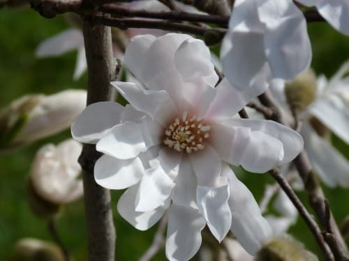 Magnolia Stellata