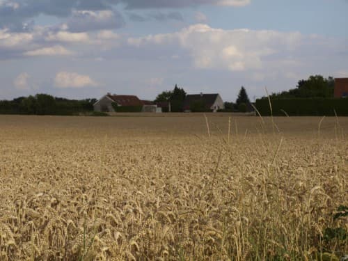 moisson