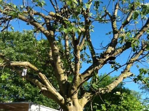 Mon jardin sous le ciel bleu