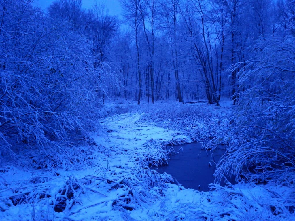 Neige en forêt de Notre Dame (94)
