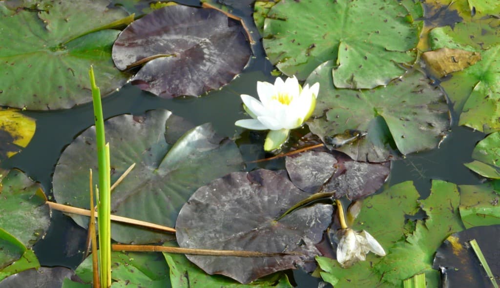 Nénuphare au Parc des Impressionistes.