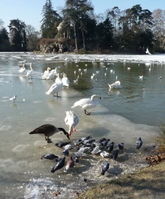 Oiseaux sur lac gelé