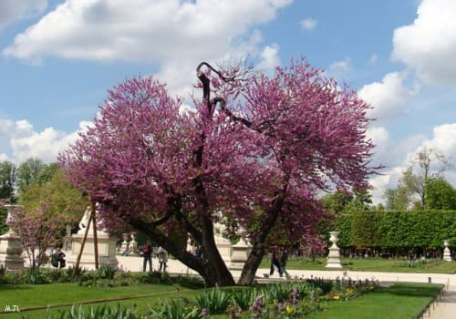 Paris - Jardin des Tuileries (MJL)