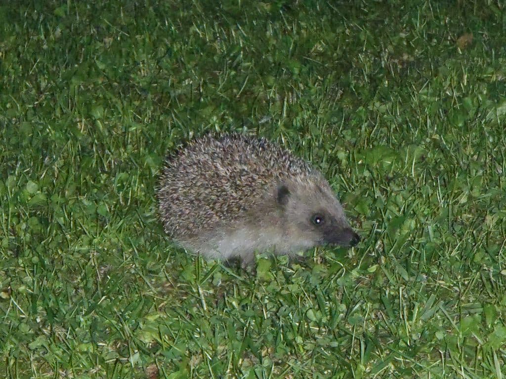 Petit visiteur nocturne
