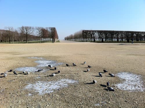 Pigeons affamés