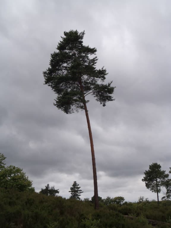 pin isolé sous la pluie