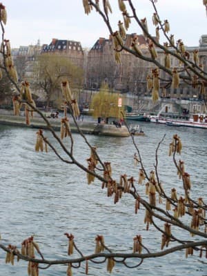  Prémisses de printemps (MJL)