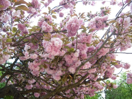 Printemps au Ranelagh 12 jours plus tard...