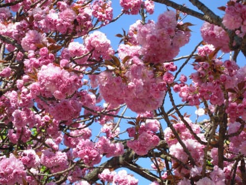printemps au Ranelagh
