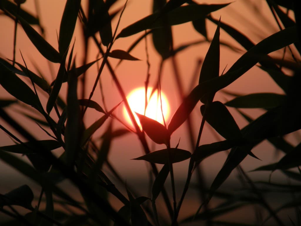 Soleil levant au milieu des bambous