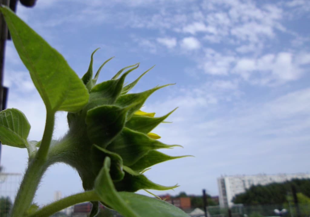 tournesol va s'ouvrir