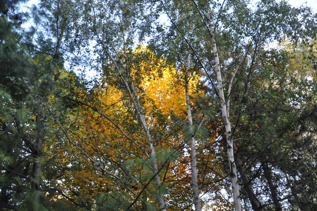 Un dernier rayon de soleil
