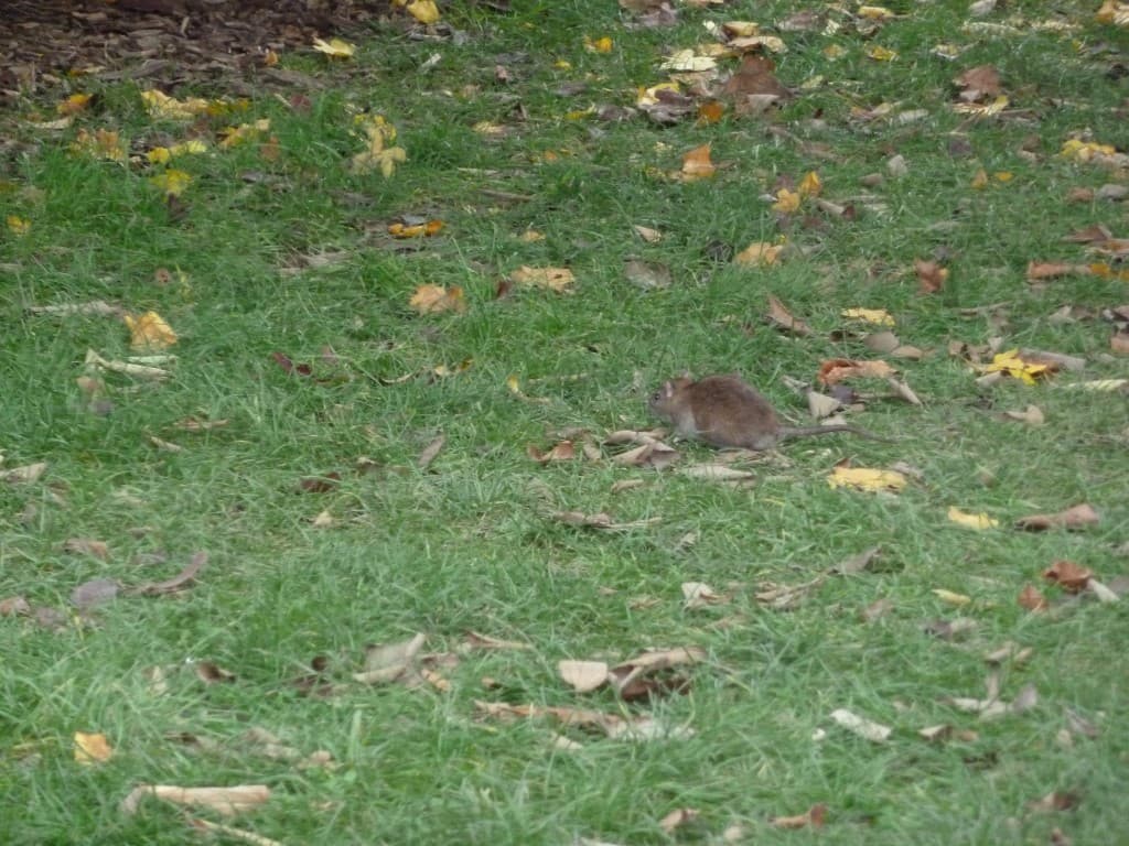 Un habitant du Bois de Vincennes