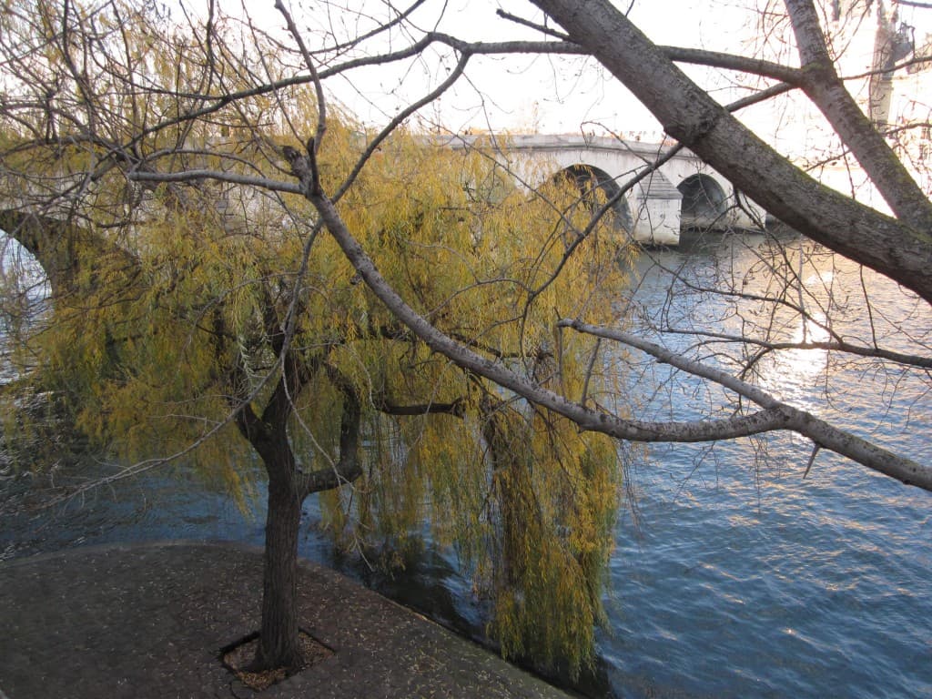 un saule sur la seine