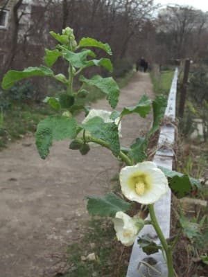 Une rose trémière rescapée de l'été... 