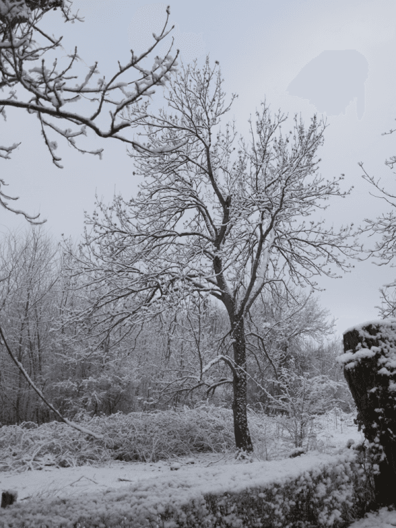 arbre sous laneige