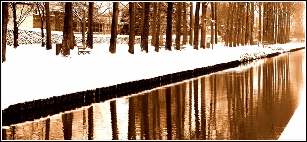 Arbres.... 