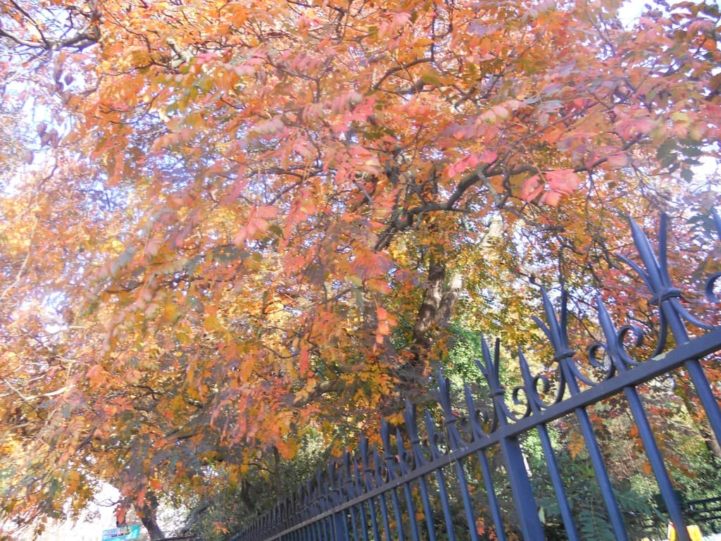 automne 