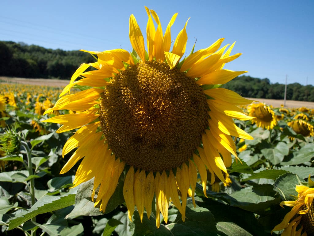 Beau soleil