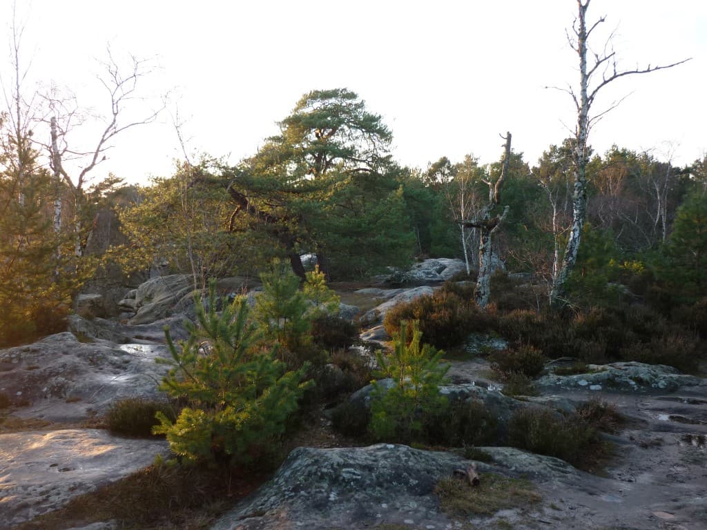 Belle Foret de Fontainebleau 