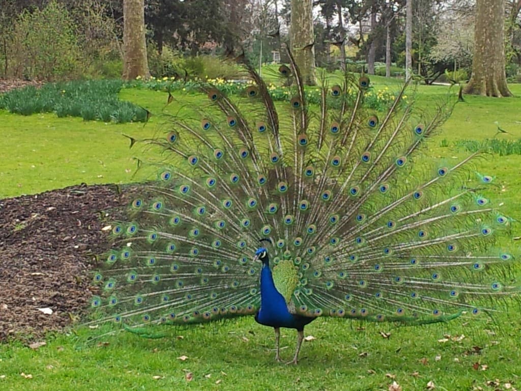 belle roue de paon ça sent le printemps