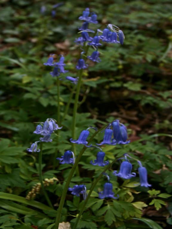 Bleuets