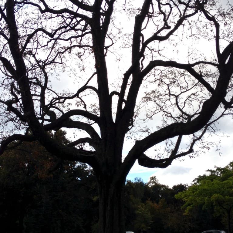 Boulogne perds ses feuilles