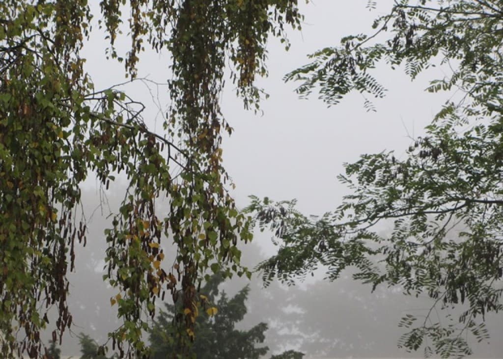 Brouillard matinal
