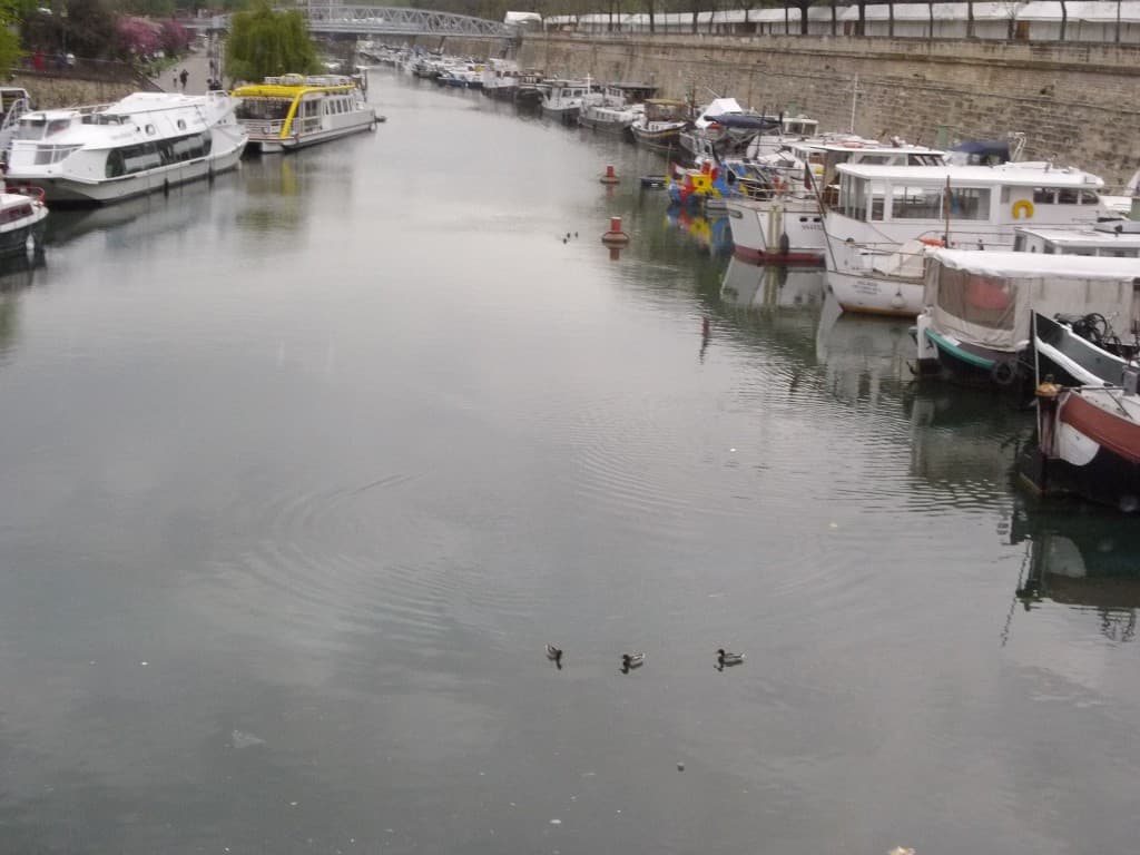 canal et canards