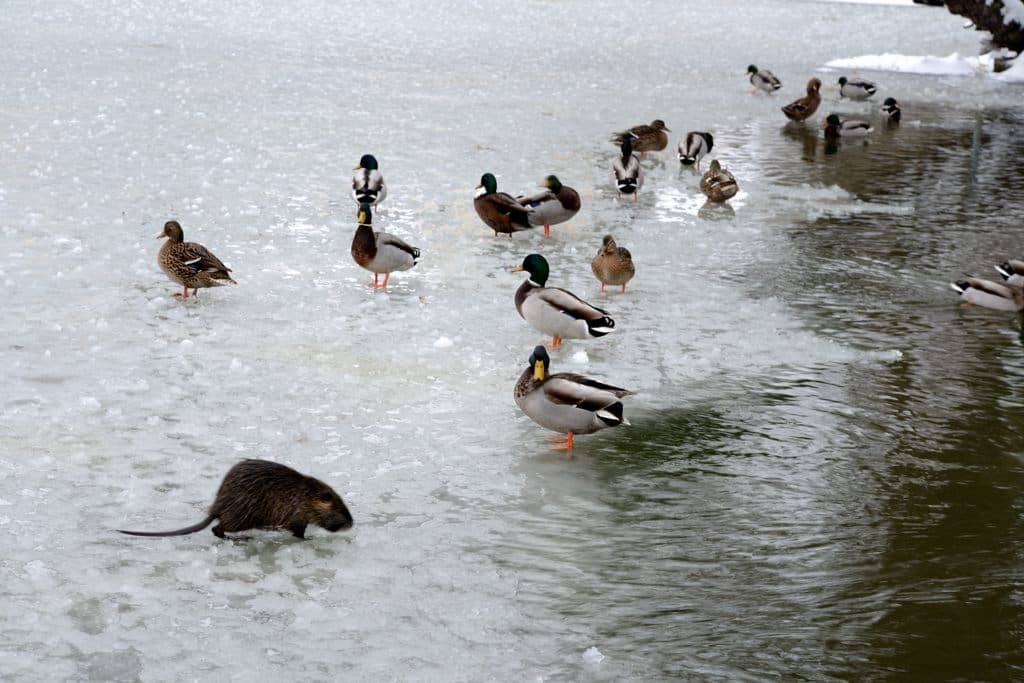 canards et ragondins