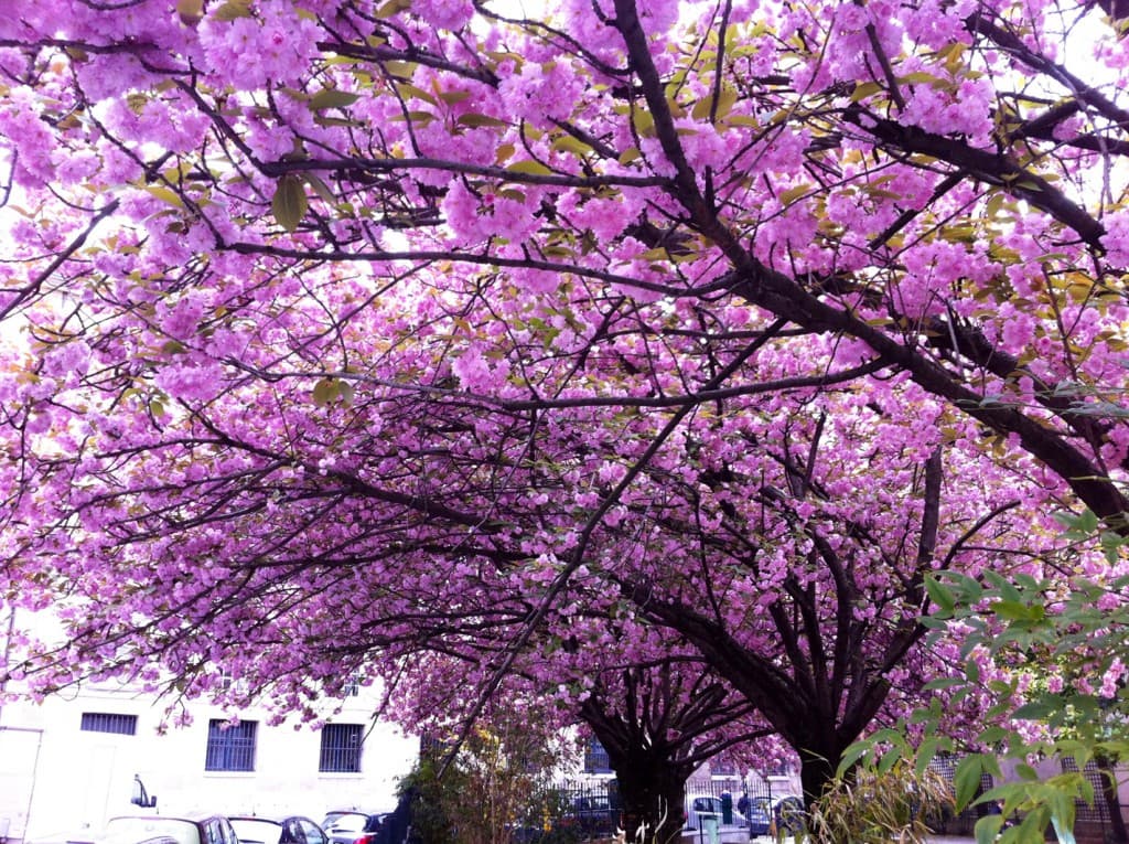Cerisiers roses rue Mazarine
