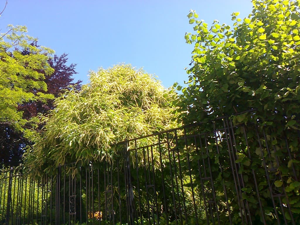 CHÂTAIGNIER EN FLEURS