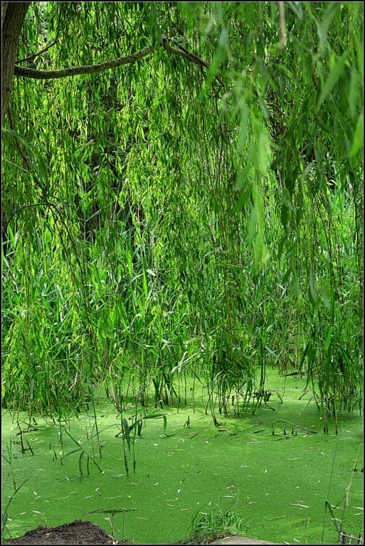 chlorophylle  